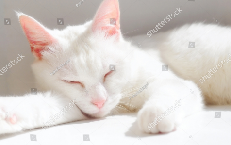 猫ちゃんが寝ている様子