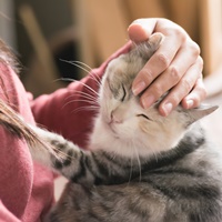 撫でられねネコちゃん