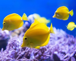 その他のお世話プラン